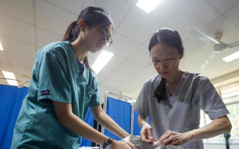 政府拟立法管制我国执业兽医，并设立兽医学理事会，负责监管兽医业、兽医注册、认证兽医培训课程等，并在必要时调查专业行为失当的案件。（档案照片）