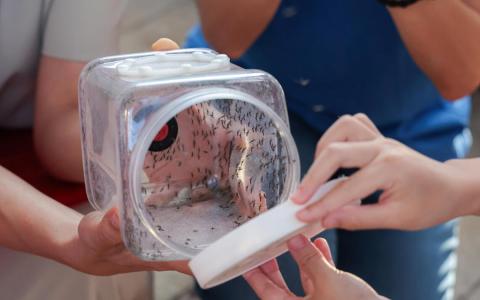 白沙星期三起展开伊蚊绝育计划