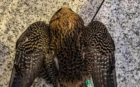 商业区孵化雏隼疑撞上玻璃外墙毙命