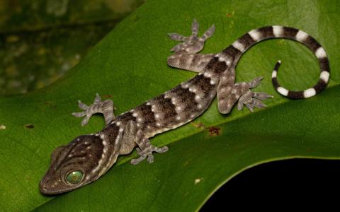 我国开埠至今 近两成有鳞目陆地物种绝迹