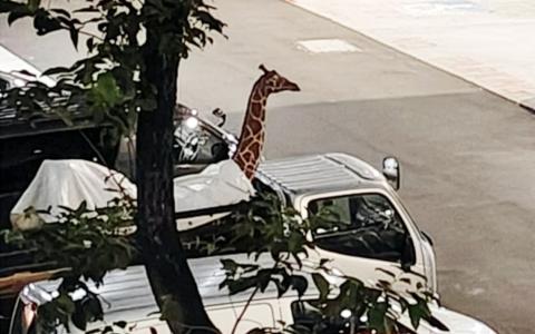 一座长颈鹿雕像矗立在罗厘的后方，让人一时难辨真假。（取自Stomp）