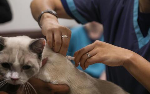 兽医学理事会下半年成立 监管本地执业兽医与服务