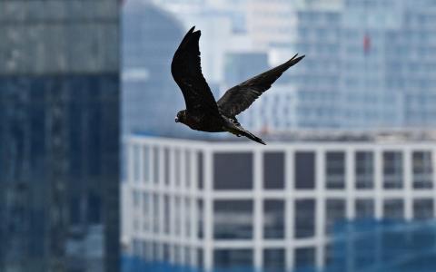 本月7日被发现坠落地面的雏隼，隔天振翅飞翔。（海峡时报）