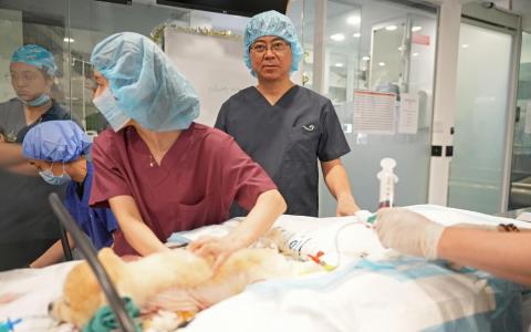 日本专家抵狮城填补手术空白 为本地病犬修复“心”病
