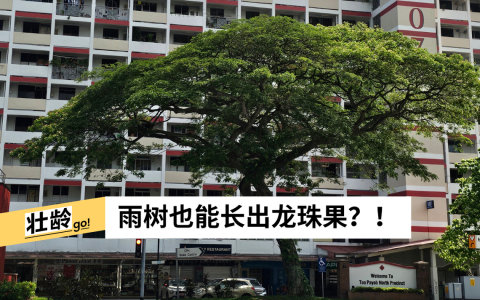 （吴德卿提供）