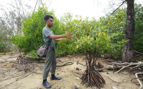 滨海东填海地自然长出红树林 为长岛生态规划提供参考