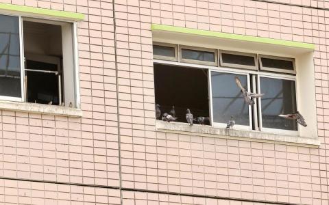 菜市路第805座组屋5楼一单位居民被指每天敞开窗户，让鸽子自由进出。（邬福梁摄）