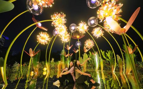 仰望花海如星空 花园节赏花新体验