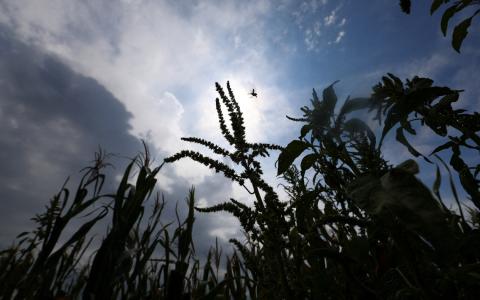 受中东和黑海地区冲突升级，以及极端天气影响，全球食品价格7月升至逾三年来最高水平。（路透社）