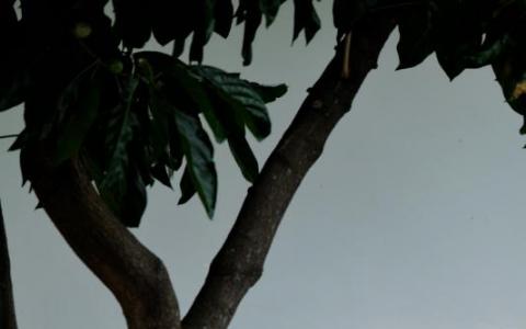 率领工人党在本届大选夺下两个集选区和一个单选区的党秘书长毕丹星，将被执政党指定为国会反对党领袖。图为前天毕丹星在友诺士投票站排队等待投票。（龙国雄摄）