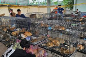 越南胡志明市警方捣毁在南部活跃的跨省偷猫团伙，解救了超过400只待宰的猫。图为胡志明市一处设施内安置的获救猫咪。（法新社）