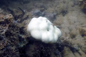 高温会使珊瑚驱逐虫黄藻，失去颜色和主要能量来源，从而呈现白色。图为白化的钟形滨珊瑚（Porites lutea）。（黄丹威提供）