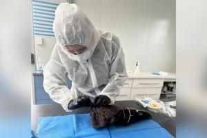 阿德莱德以南沿海地区7月31日发生澳洲首起海鸟大规模死亡事件。图为6月15日，在西澳州港市埃斯佩兰斯的野生动物园，一名兽医对一只死鸟进行样本采集，以检测它是否感染了H5N1禽流感病毒。（路透社）