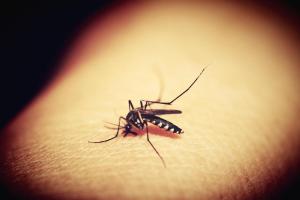 疟疾是一种由疟原虫引起、可通过蚊子叮咬传播给人类的严重传染病。（示意图/Pixabay）
