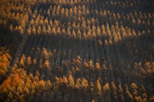 法国大部分地区于7月遭受热浪侵袭。图为法国吉伦特省勒波尔日地区一片森林被大火烧毁。（路透社）